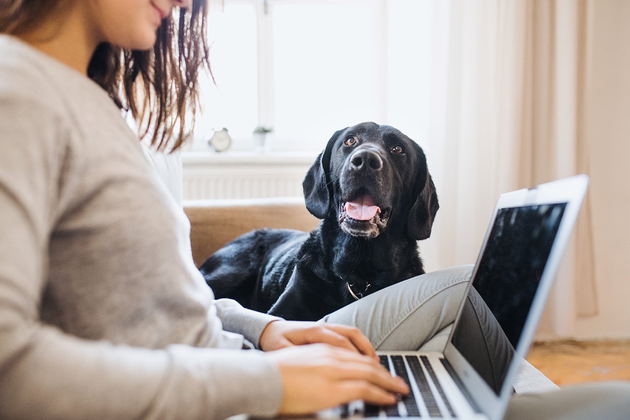 woman sitting on the couch, on her computer with her dog